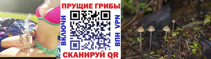 Галлюциногенные грибы GOLDEN TEACHER  Купить  Светогорск 